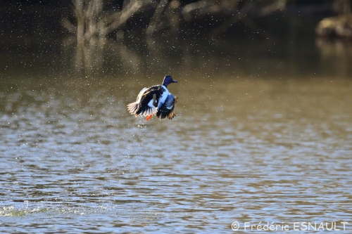 Canard souchet (Spatula clypeata) en vol au dessus de l’étang de la Loy