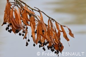 Tilleul des bois ou Tilleul à petites feuilles (Tilia cordata)