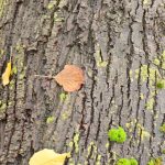 Tilleul des bois ou Tilleul à petites feuilles (Tilia cordata)