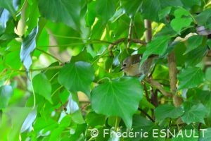 Roitelet huppé (Regulus regulus)