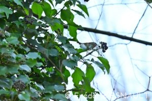 Roitelet huppé (Regulus regulus)