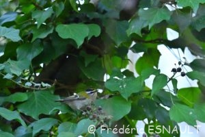 Roitelet triple-bandeau (Regulus ignicapilla)