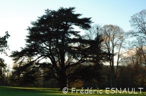 Cèdre de l'Atlas ou Cèdre bleu (Cedrus atlantica)