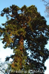 Séquoia géant (Sequoiadendron giganteum)