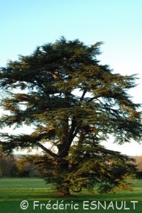 Cèdre de l'Atlas ou Cèdre bleu (Cedrus atlantica)