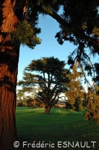 Cèdre de l'Atlas ou Cèdre bleu (Cedrus atlantica)