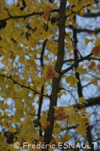 Ginkgo (Ginkgo biloba)