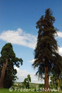 Séquoia toujours vert (Sequoia sempervirens)