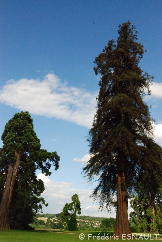 Séquoia géant (Sequoiadendron giganteum)