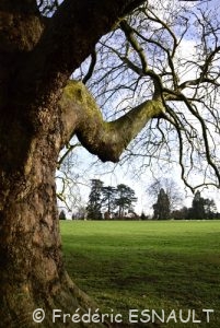 Le Platane commun ou Platane à feuille d'érable (Platanus × acerifolia)