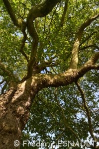 Le Platane commun ou Platane à feuille d'érable (Platanus × acerifolia)