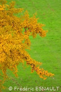 Ginkgo (Ginkgo biloba)