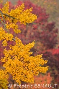 Ginkgo (Ginkgo biloba)