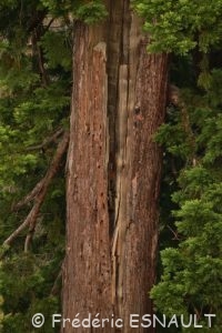 Séquoia géant (Sequoiadendron giganteum)