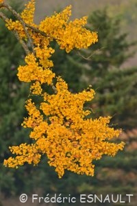 Ginkgo (Ginkgo biloba)