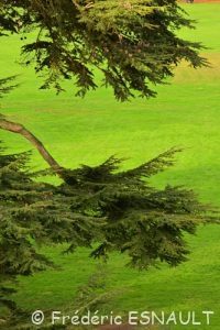 Cèdre de l'Atlas ou Cèdre bleu (Cedrus atlantica)