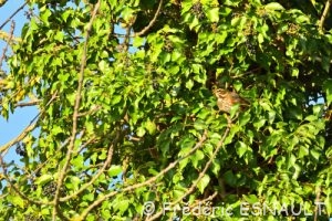 Grive mauvis (Turdus iliacus)