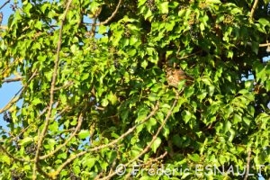 Grive mauvis (Turdus iliacus)
