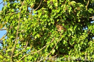 Grive mauvis (Turdus iliacus)