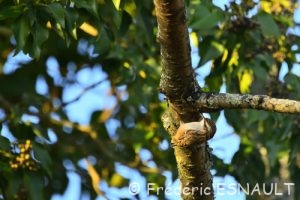 Grimpereau des jardins (Certhia brachydactyla)