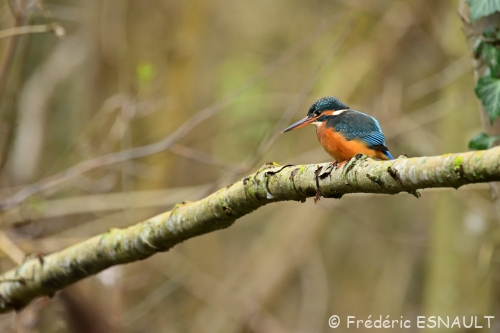 Martin-pêcheur d'Europe (Alcedo atthis)