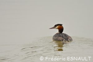 Grèbe huppé (Podiceps cristatus)