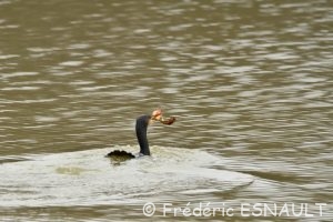 Cormoran commun (Phalacrocorax carbo)