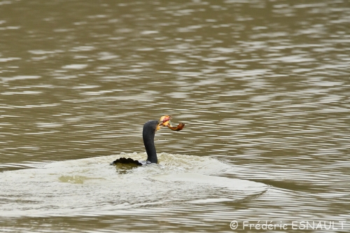 Cormoran commun (Phalacrocorax carbo)