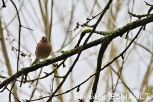 Pinson des arbres (Fringilla coelebs)