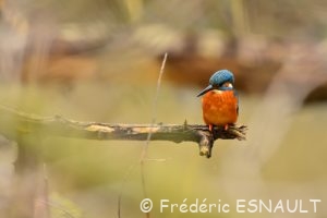 Martin-pêcheur d'Europe (Alcedo atthis)