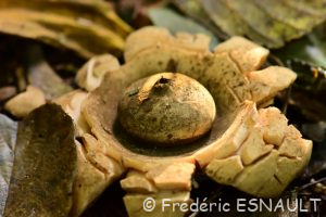 Géastre à trois enveloppes ou Géastre à trois couches ou Étoile de terre (Geastrum triplex)