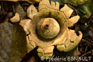 Géastre à trois enveloppes ou Géastre à trois couches ou Étoile de terre (Geastrum triplex)
