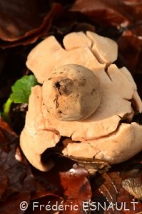 Géastre ou Étoile de terre (Geastrum sp.)