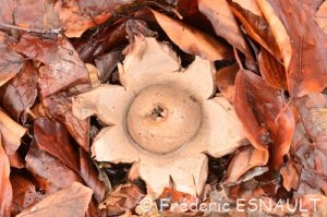 Géastre ou Étoile de terre (Geastrum sp.)