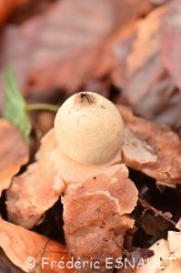 Géastre ou Étoile de terre (Geastrum sp.)