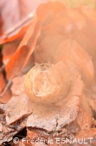 Géastre ou Étoile de terre (Geastrum sp.)