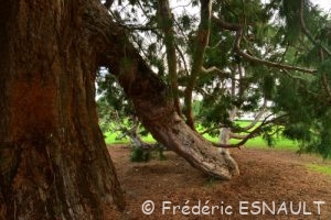 Séquoia géant (Sequoiadendron giganteum)