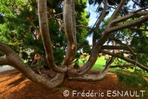 Séquoia géant (Sequoiadendron giganteum)