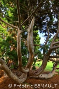 Séquoia géant (Sequoiadendron giganteum)