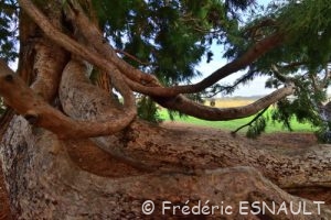 Séquoia géant (Sequoiadendron giganteum)