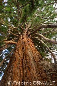 Séquoia géant (Sequoiadendron giganteum)
