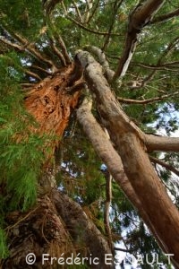 Séquoia géant (Sequoiadendron giganteum)
