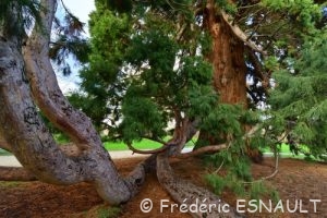 Séquoia géant (Sequoiadendron giganteum)