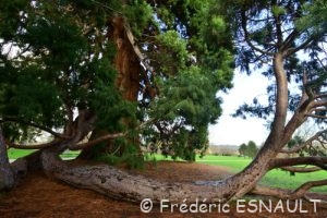 Séquoia géant (Sequoiadendron giganteum)