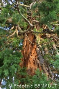 Séquoia géant (Sequoiadendron giganteum)