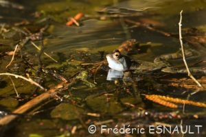 Grenouille rousse (Rana temporaria)