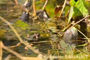 Grenouille rousse (Rana temporaria)