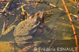 Grenouille rousse (Rana temporaria)