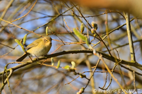 Pouillot véloce (Phylloscopus collybita)