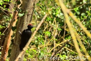 Pic noir (Dryocopus martius)